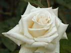 unknow artist Realistic White Rose